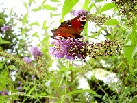 Schmetterling